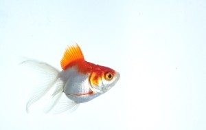 金魚写真1